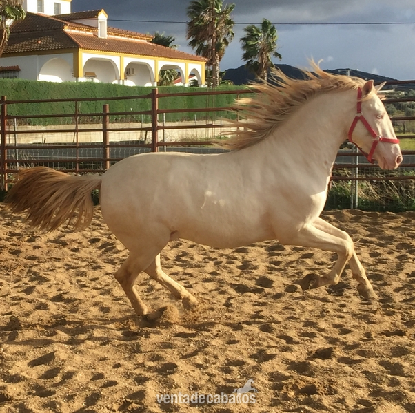 Caballos Pura Raza Española (P.R.E.) PRE - POTRO PRE DOBLE CREMA