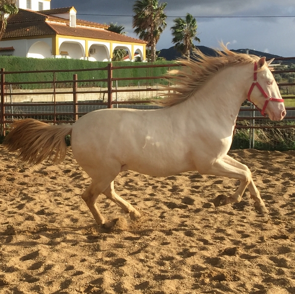 Caballos Pura Raza Española (P.R.E.) PRE - POTRO PRE DOBLE CREMA
