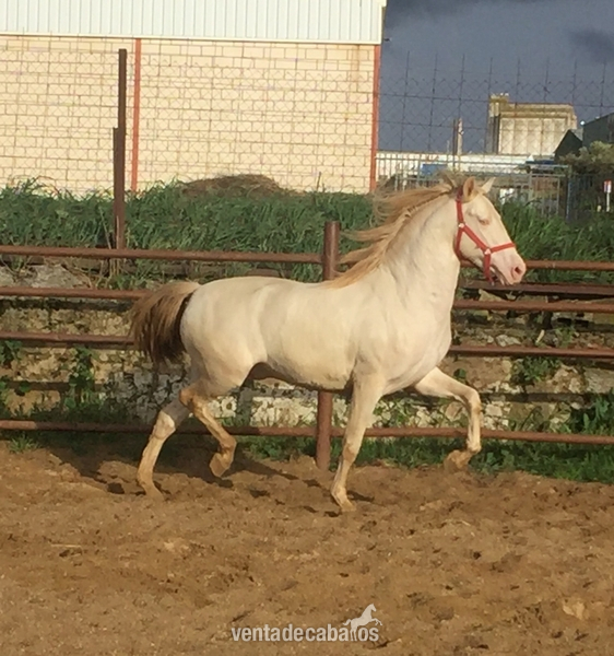 POTRO PRE DOBLE CREMA - Caballos Pura Raza Española (P.R.E.) PRE