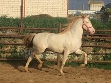 POTRO PRE DOBLE CREMA