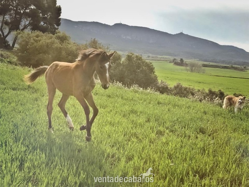 Potro Akhal-Teke Arabe in 