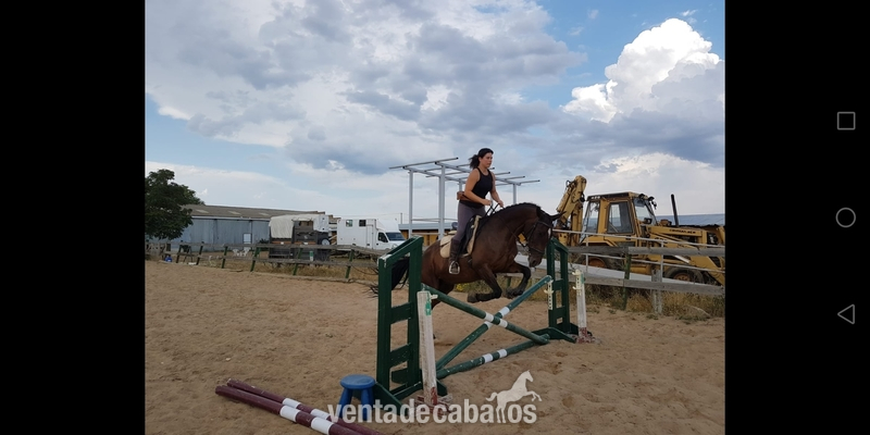 YEGUA DE DEPORTE in 