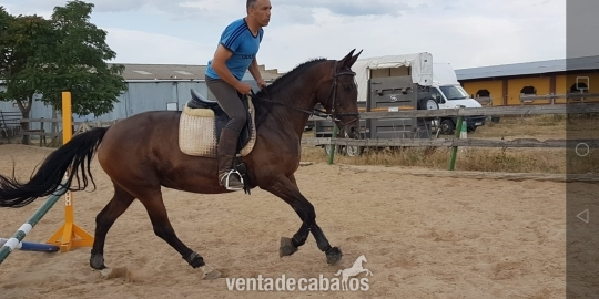 Caballo de Deporte Español (CDE)