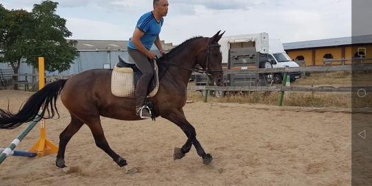 Caballo de Deporte Español (CDE)