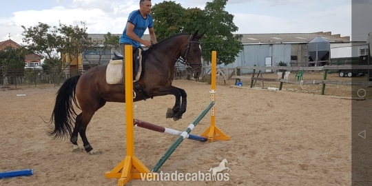 Caballo de Deporte Español (CDE) {TYPE}