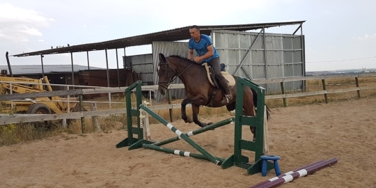 Yeguas Caballo de Deporte Español (CDE) - YEGUA DE DEPORTE
