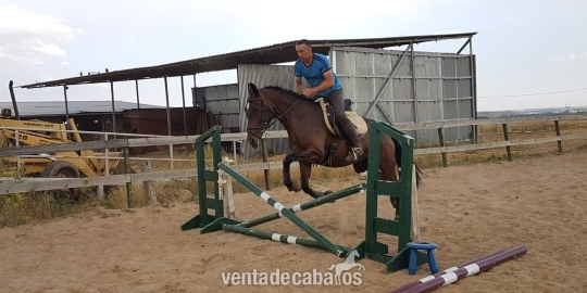 Yeguas Caballo de Deporte Español (CDE) - YEGUA DE DEPORTE