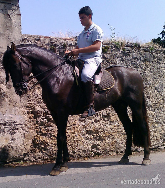 Caballos Pura Raza Española (P.R.E.) Pura Raza Española - POTRO PRE NEGRO DE 13 MESES. 1,56 ALZADA