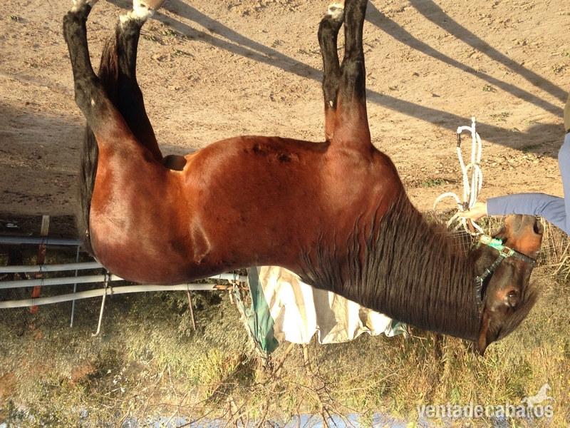 Caballo entero montado y enganchado le sirve a cualquiera que entienda un poco  in 