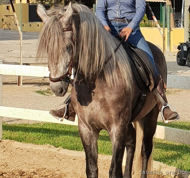 Caballo p.r.e tordo vinoso in 