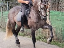 Caballo p.r.e tordo vinoso