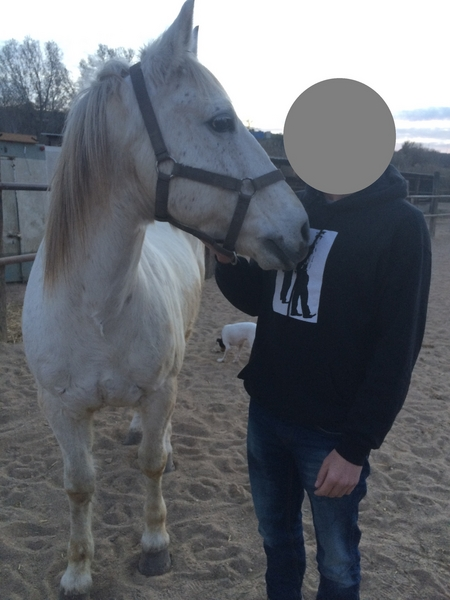  Caballo capado cruzado de árabe 50%