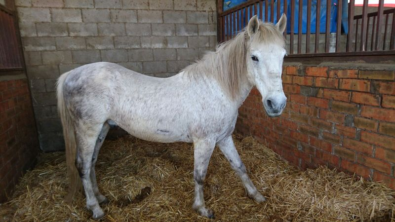Caballo capado cruzado de árabe 50% - Caballos Capados Cruzado