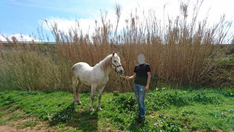 Caballos Capados Cruzado - Caballo capado cruzado de árabe 50%