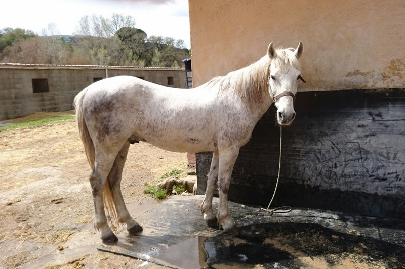 Caballo capado cruzado de árabe 50% - Cruzado