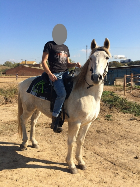 Caballo capado cruzado de árabe 50% - Caballos Capados