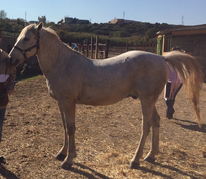 Caballo capado cruzado de árabe 50% in 