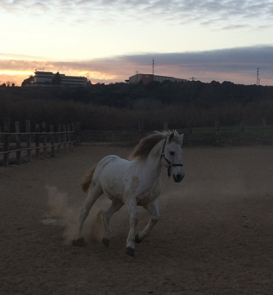 Caballo capado cruzado de árabe 50%