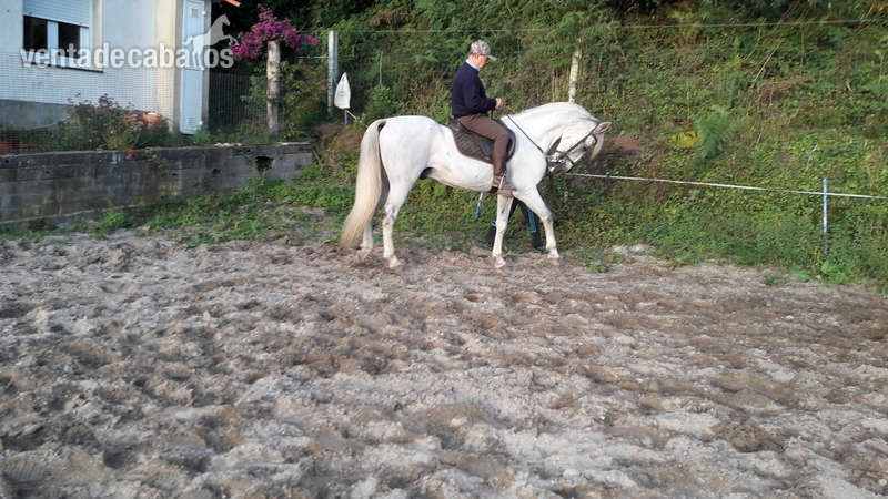 Caballos Pura Raza Española (P.R.E.) PRE - PRE EN CLASICA Y DOMA ALTA ESCUELA
