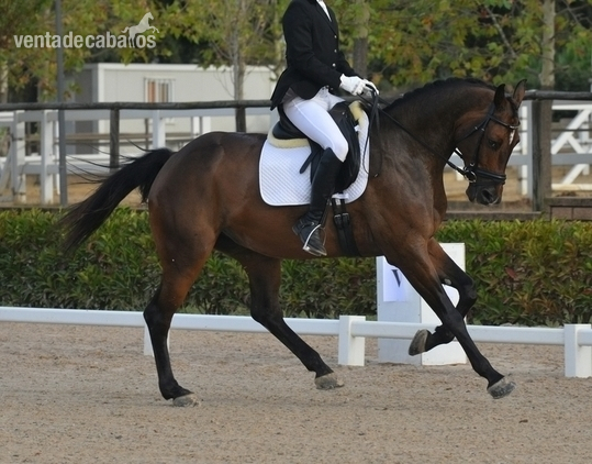 Caballo Holsteiner buen caracter in 