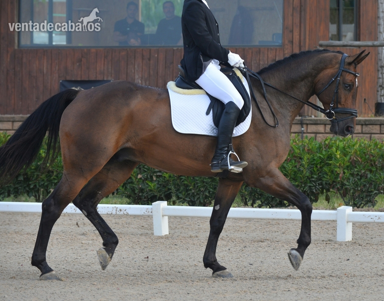 Caballos Capados Holstien - Caballo Holsteiner buen caracter