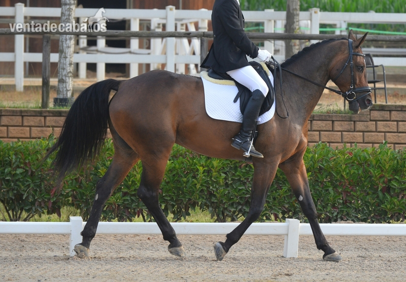 Caballo Holsteiner buen caracter - Caballos Capados Holstien
