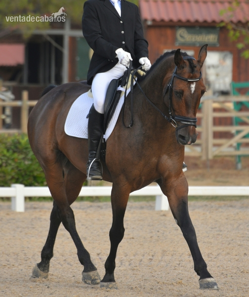 Caballo Holsteiner buen caracter - Holstien