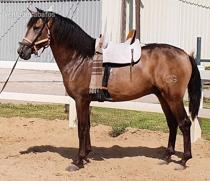 Caballo p.r.e capa Bayo in 