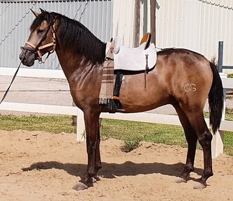 Caballo p.r.e capa Bayo