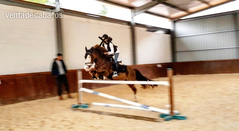 Poni C salto in 