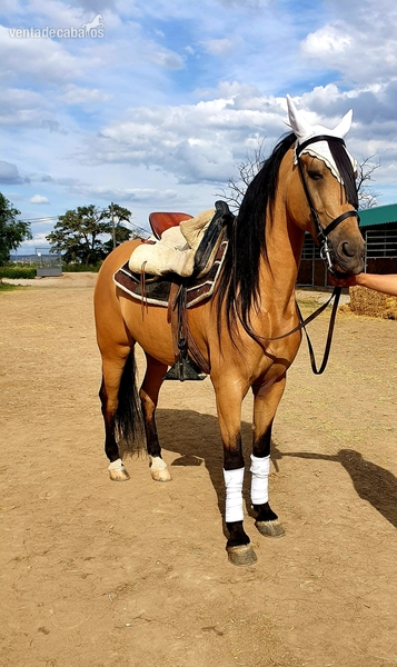 Caballo bayo castrado in 