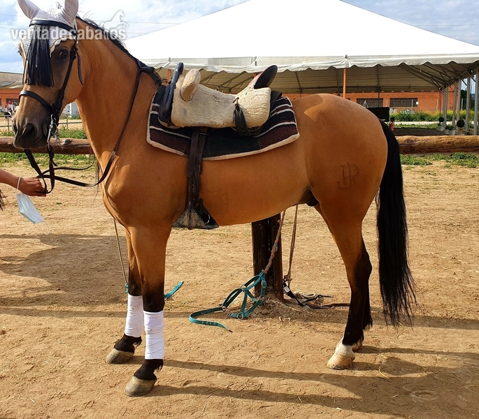 Hispano arabe.