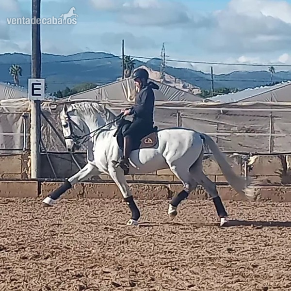 Caballo PRE 8 años en Doma Clásica  in 