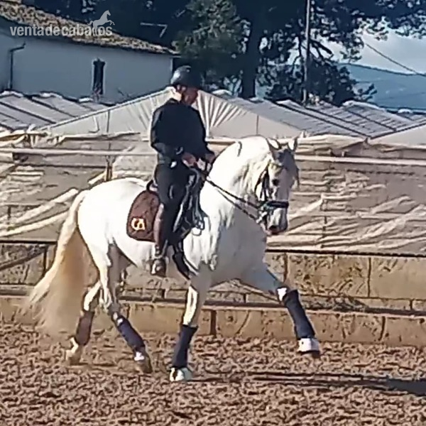 Pura Raza Española