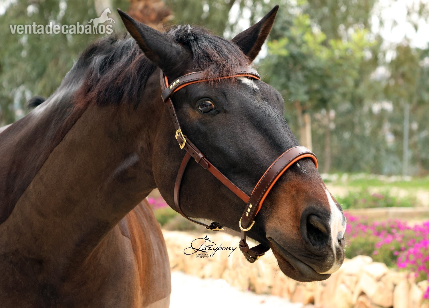 Cabezada sidepull clásica Lazypony / Leather sidepull bitless Lazypony in 