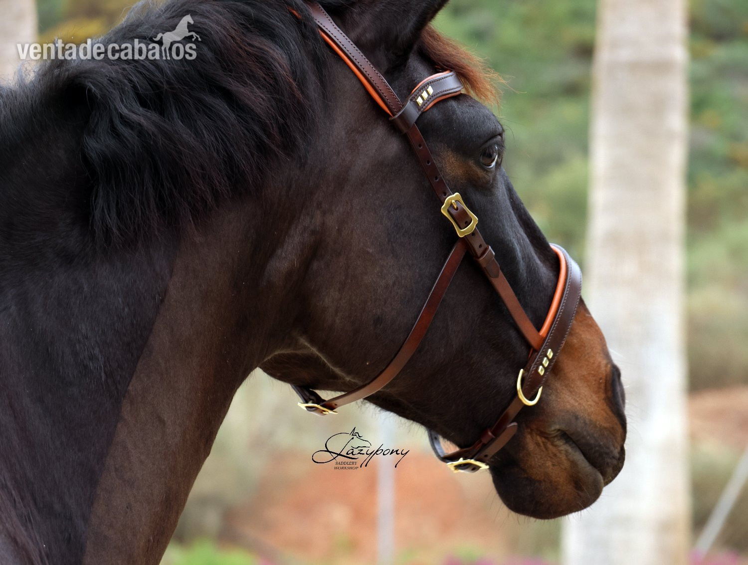 Cabezada sidepull clásica Lazypony / Leather sidepull bitless Lazypony - Artículos de hípica