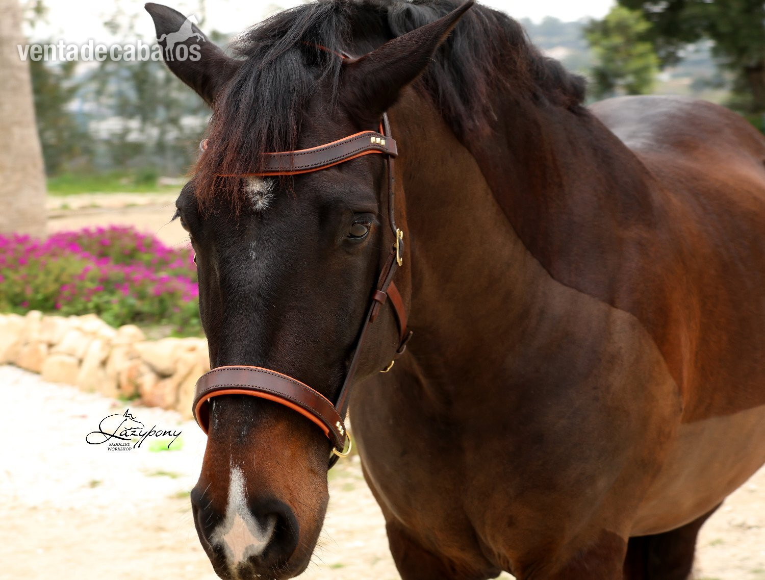 Artículos de hípica - Cabezada sidepull clásica Lazypony / Leather sidepull bitless Lazypony in 