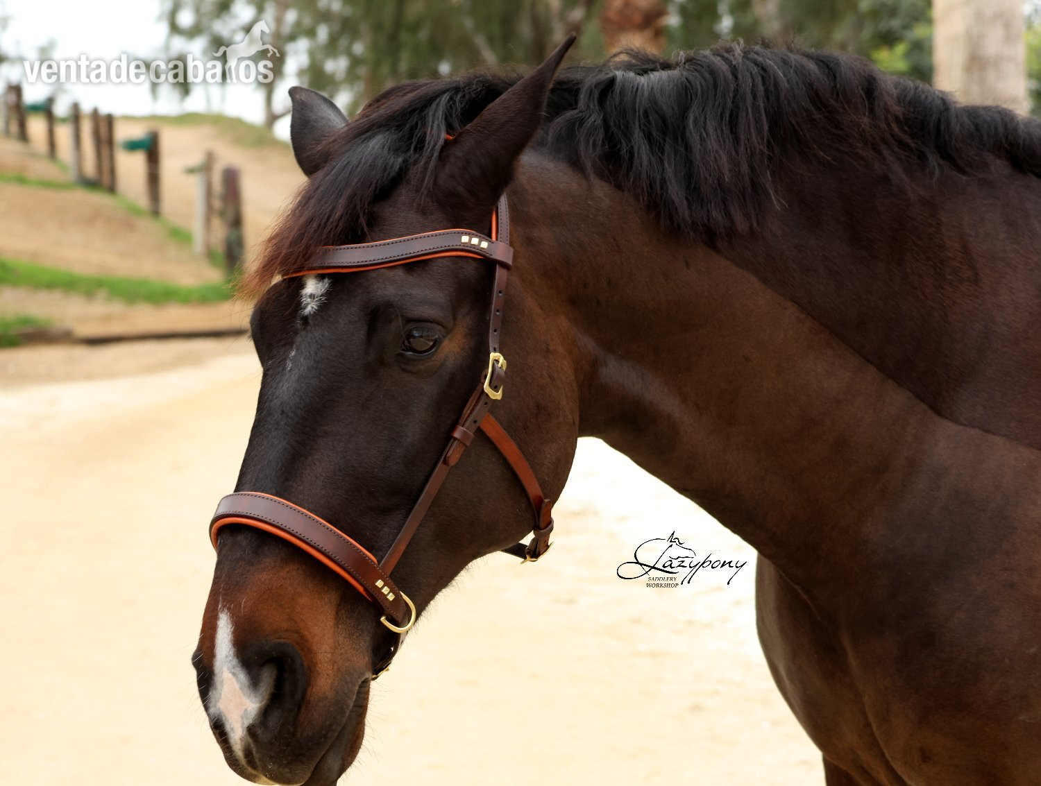 Artículos de hípica - Cabezada sidepull clásica Lazypony / Leather sidepull bitless Lazypony