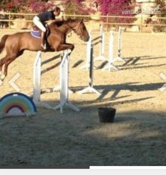 Caballos Capados Silla francés - Magnífico Silla Francés
