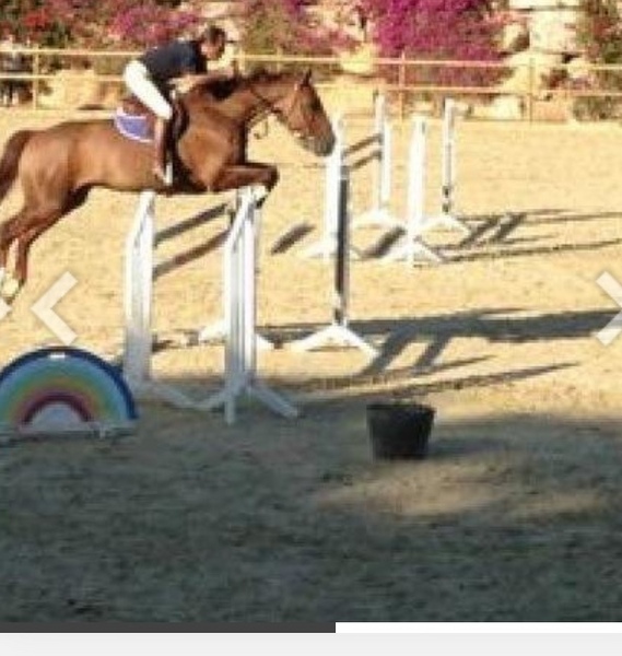 Caballos Capados Silla francés - Magnífico Silla Francés