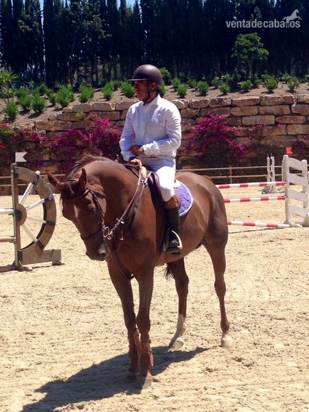 Magnífico Silla Francés - Caballos Capados Silla francés