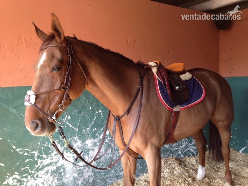 Magnífico Silla Francés - Caballos Capados