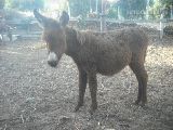 Burros Andaluz - VENTA MAQUINARIA INDUSTRIAL