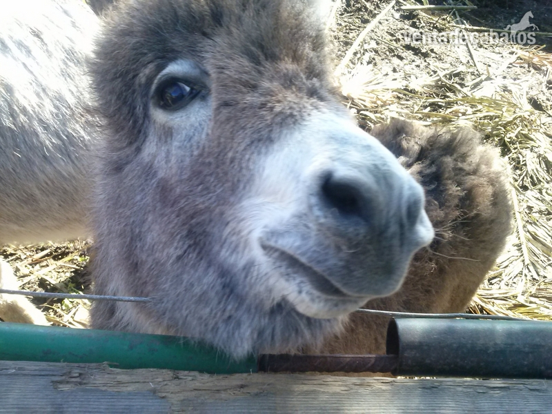 VENTA MAQUINARIA INDUSTRIAL - Burros Andaluz