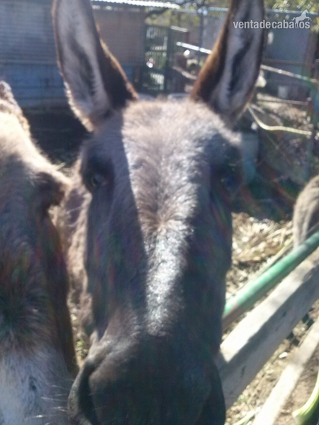 VENTA MAQUINARIA INDUSTRIAL - Burros