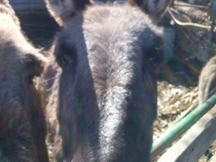 Vendo doce burros andaluces