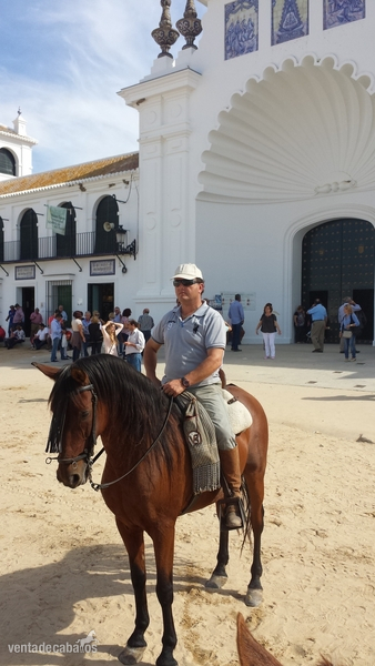 Se vende caballo manso. Precio negociable. Español con cruce de árabe. in 