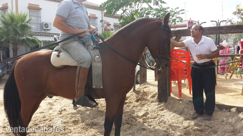 Hispano-Arabe