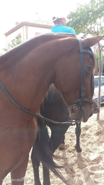 Hispano-Arabe {TYPE}