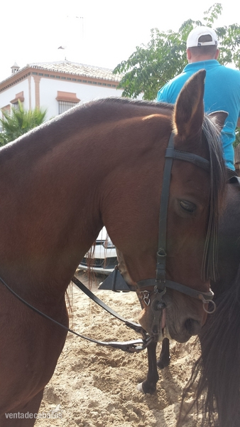 Caballos Capados Hispano-Arabe - Se vende caballo manso. Precio negociable. Español con cruce de árabe.